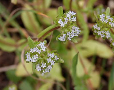 Hierba de canónigos (Valerianella locusta)