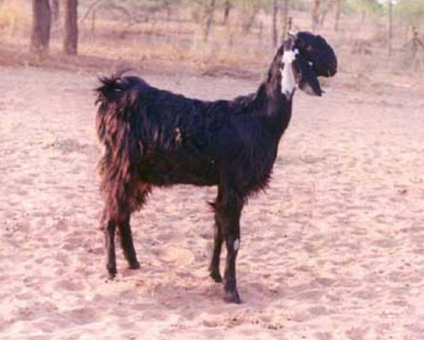kutchi goat, kutchi goats, about kutchi goat, kutchi goat breed, kutchi goat behavior, kutchi goat breed info, kutchi goat breeders, kutchi goat color, kutchi goat coat color, kutchi goat characteristics, kutchi goat color varieties, kutchi goat care, caring kutchi goat, kutchi goat facts, kutchi goat for meat, kutchi goat for milk, kutchi goat farms, kutchi goat farming, kutchi goat history, kutchi goat hair, kutchi goat info, kutchi goat images, kutchi goat meat, kutchi goat milk, kutchi goat meat production, kutchi goat milk production, kutchi goat origin, kutchi goat pictures, kutchi goat photos, kutchi goat personality, kutchi goat rearing, raising kutchi goat, kutchi goat size, kutchi goat temperament, kutchi goat tame, kutchi goat uses, kutchi goat varieties, kutchi goat weight, kutchi goat colors, kathiawari goat