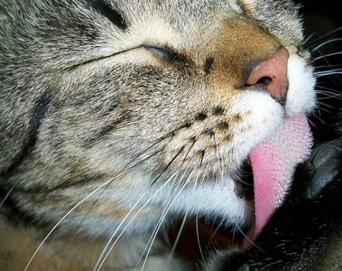 lidah kucing