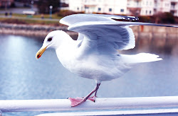 fly bird too trying grind daily were