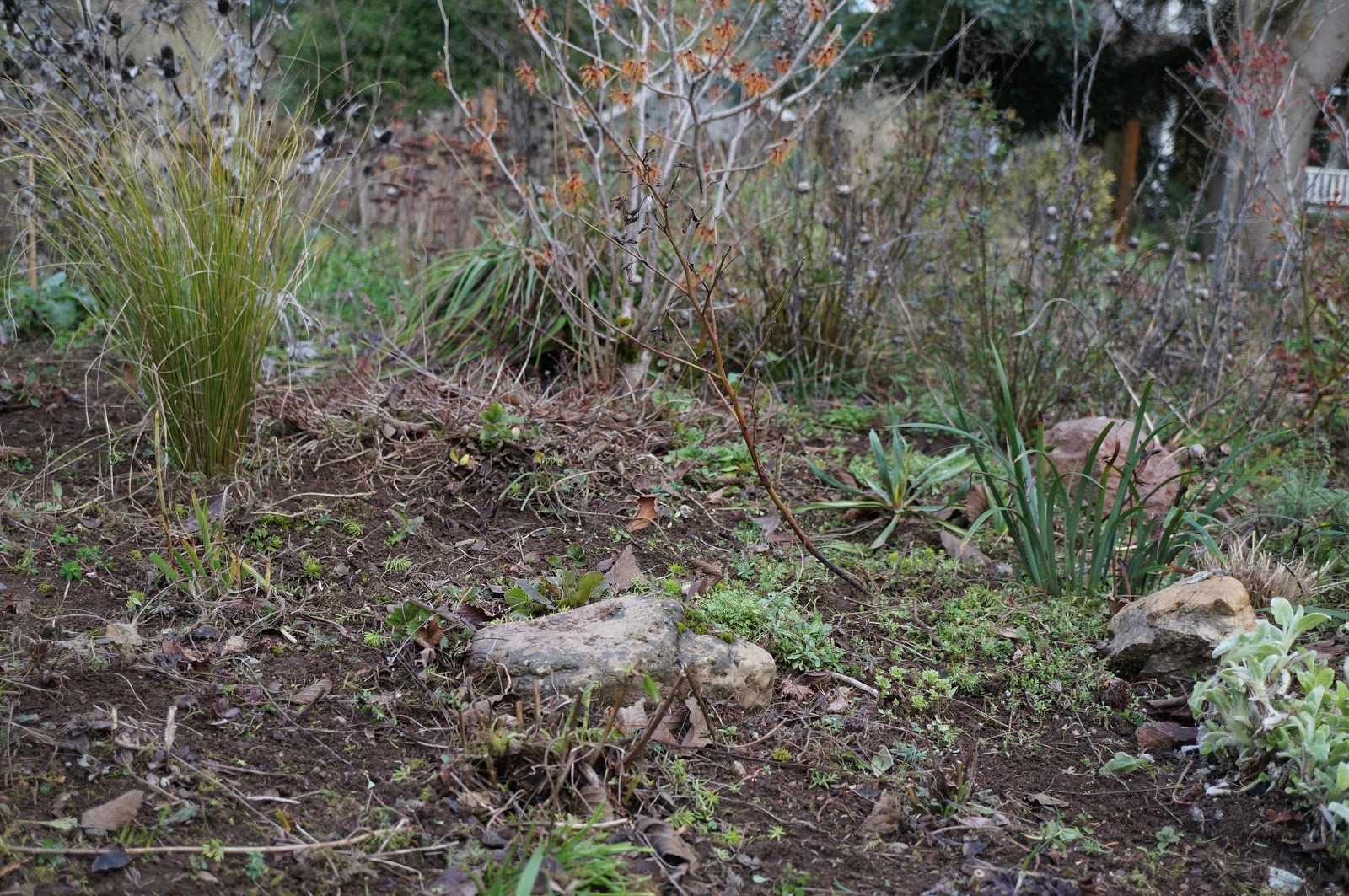 Whatsitgarden Late January blooming bulbs