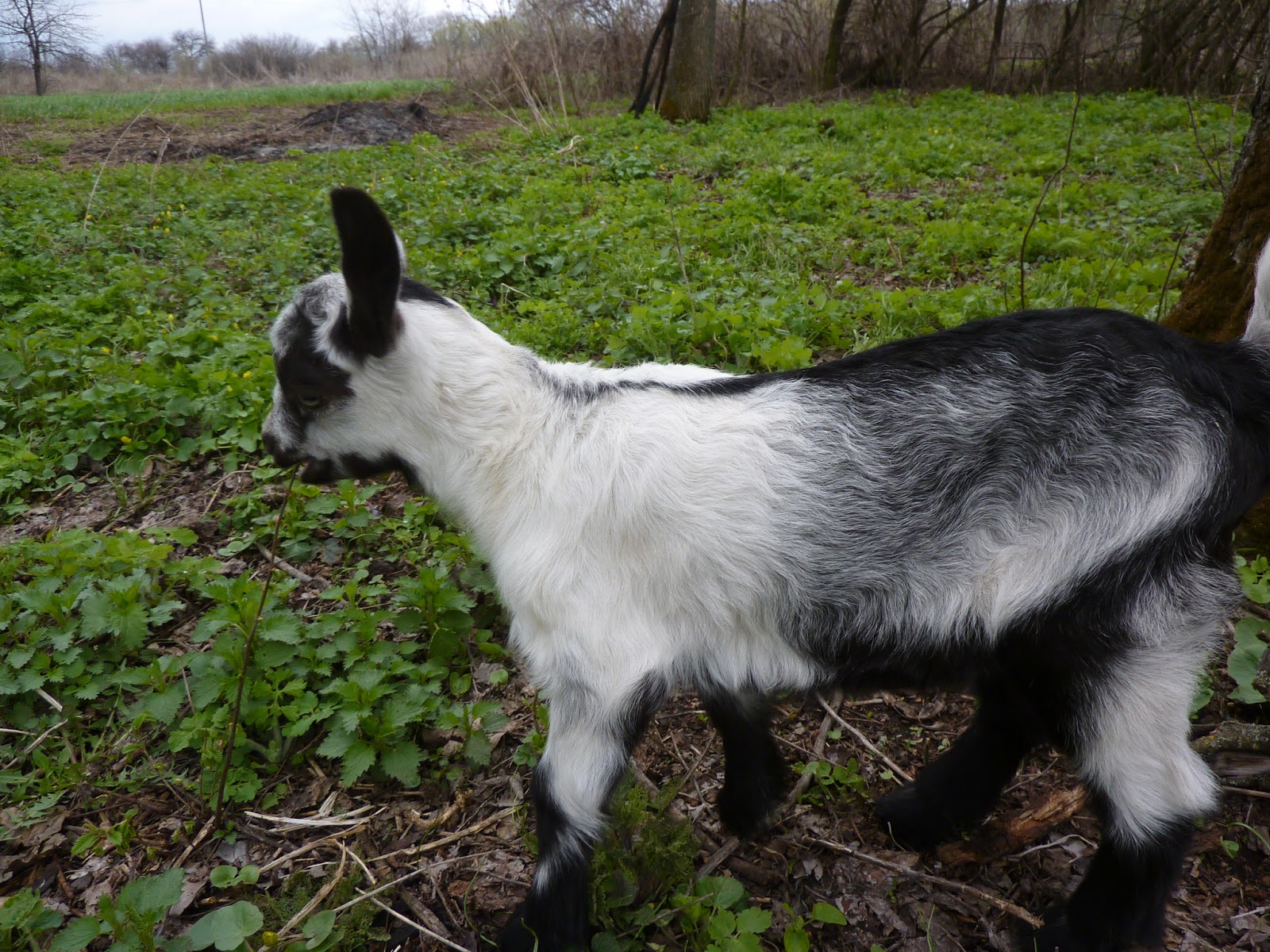 пегая коза. козёл безрогий. нубийский козёл чёрный без рогов. козы. черно белый козленок.