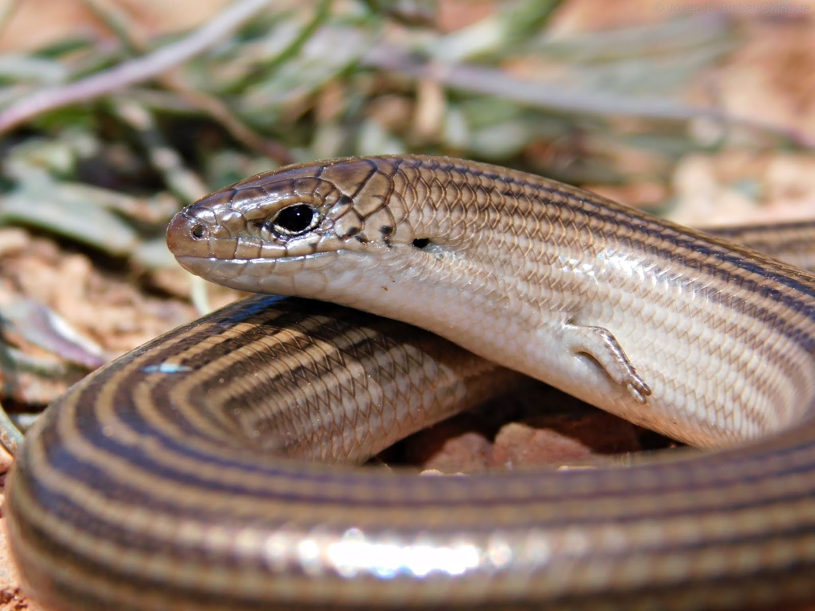 (Paleo)Herpetología Chalcides striatus Eslizón tridáctilo