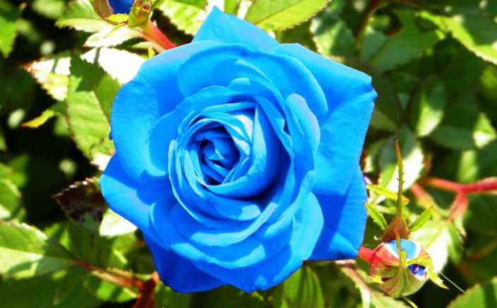 14 Gambar Bunga Mawar Biru Atau Blue Roses Flower Yang Cantik