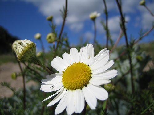 BEAUTIFUL FLOWERS: Daisy Flowers - Pictures & Meanings