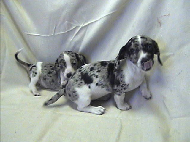 Picture Of A Dachshund Double Dapple Dachshunds