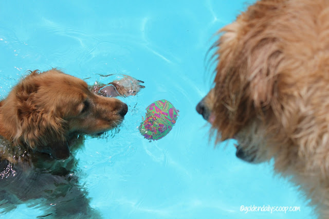 golden retriever dogs playing in the pool
