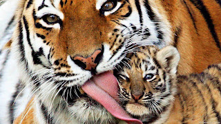 Madre e hijo de Tigre de bengala
