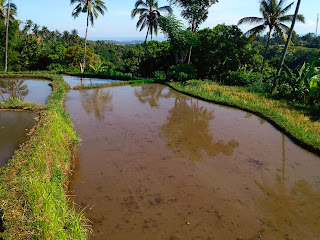 Watering Rice Field Rural Scenery