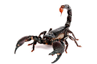 Escorpiones o Alacranes: Todo acerca de estos arácnidos Escorpiones o Alacranes: Todo acerca de estos arácnidos
