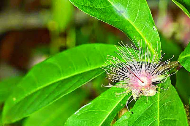 pink and white flower, green leaves