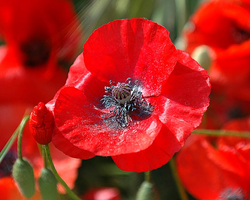 poppy flower