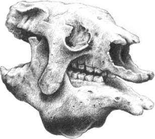 craneo de Megatherium