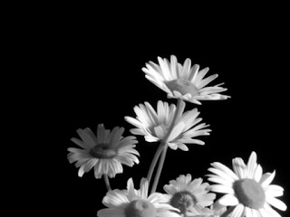 Black and White Flowers