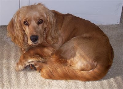 My K 9 Breeds Info March 2014