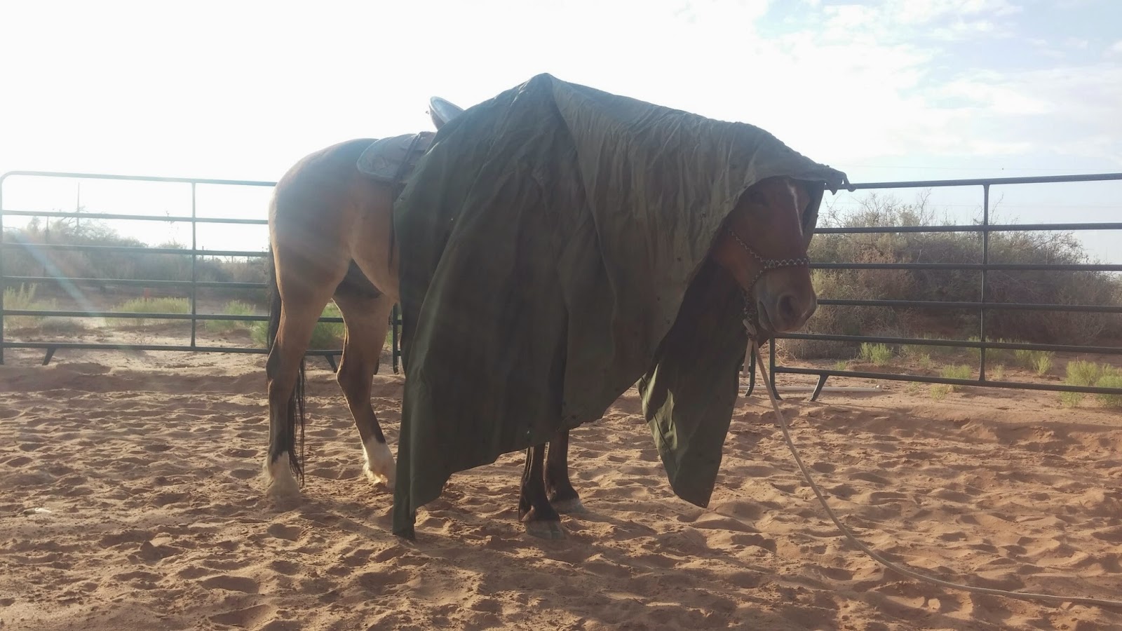 Functional Horsemanship Tarp Training for Your Horse