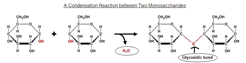 Тест 2 углеводы. Glycosidic Bond. Метилглюкозид. Glycosidic Bond Reactions. Получение метилглюкозида.