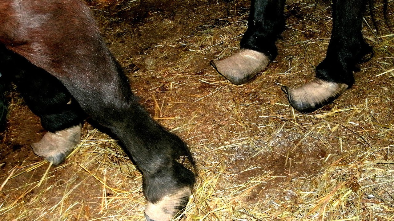 Feeding A Foundered Horse Horse Choices