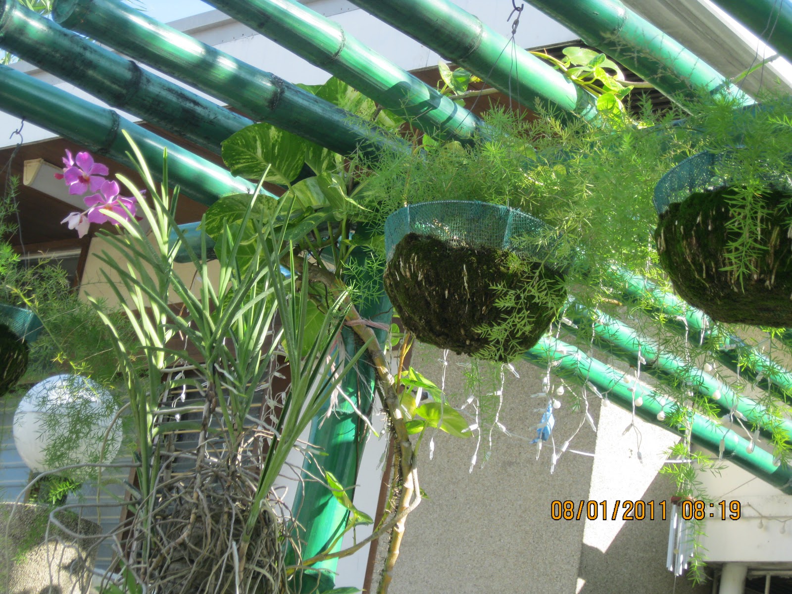 Black Swamp Cornucopia More photos of Cebu City from our almost 8year