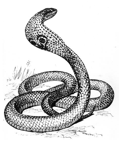 Fonds D Ecran Hd Dessin De Serpent A Imprimer