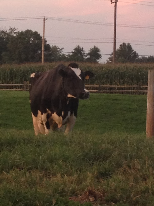 cow in field