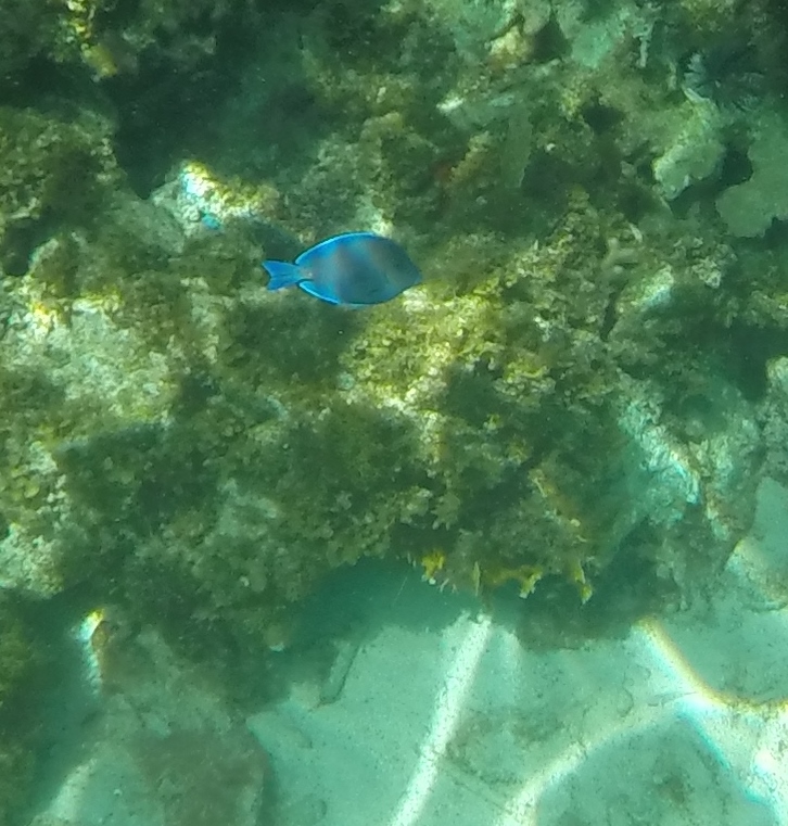 Underwater Video in Jamaica Tropical Fish Pics