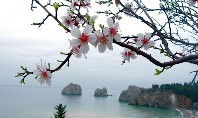 http://2.bp.blogspot.com/-Q7X2Ocdv6fQ/Tr9hbtiHHbI/AAAAAAAAANU/-4iaT4aIxIs/s1600/Beautiful+Peisage+White+Tree+Flowers+-+x9wallpapers.com.jpg