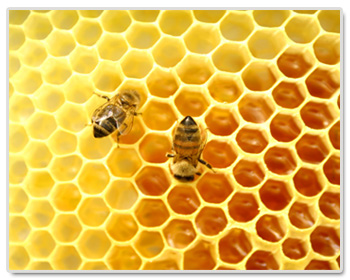 Bee+Home مجلة نقطة العلمية