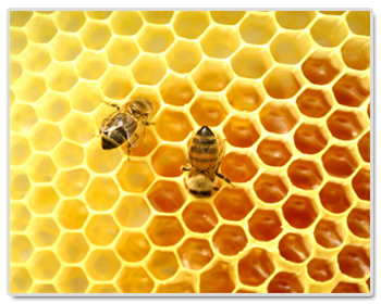 bee+home ما السبب وراء انهيار مستعمرات النحل؟؟ مجلة نقطة العلمية