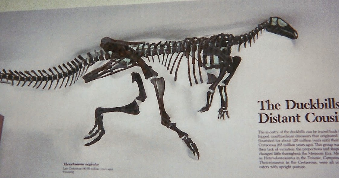 Fossil Dinosaur Edmontosaurus Tibia Piece Lance Creek Fm 