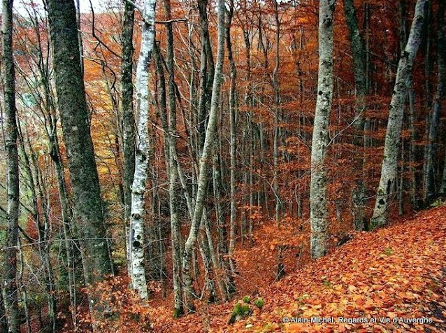 Couleurs d'automne, arbres, troncs, feuilles, forêts, bois.