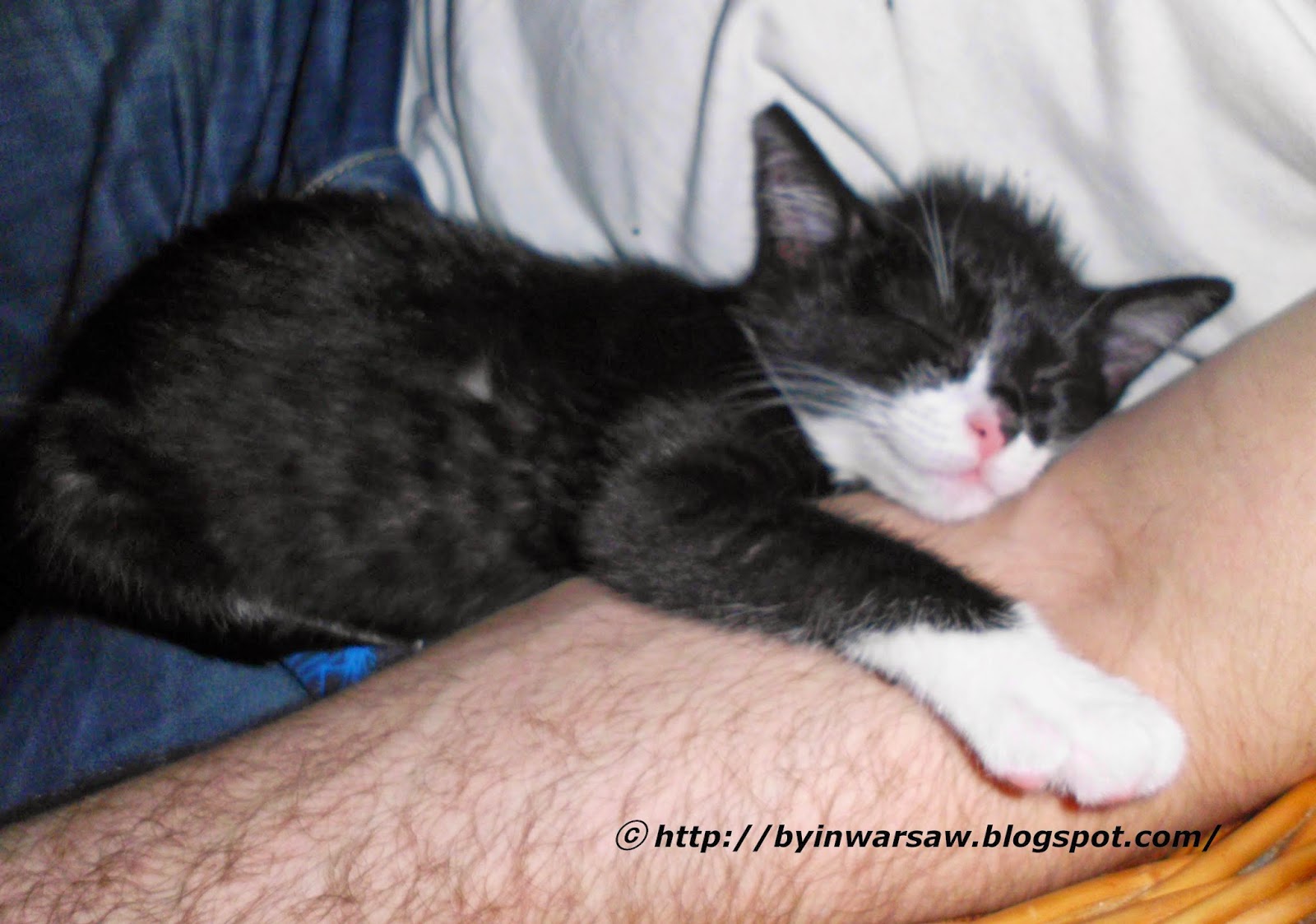 котенок спящий на руках
