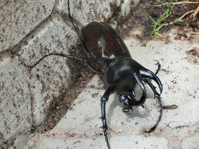 Kumbang Hercules