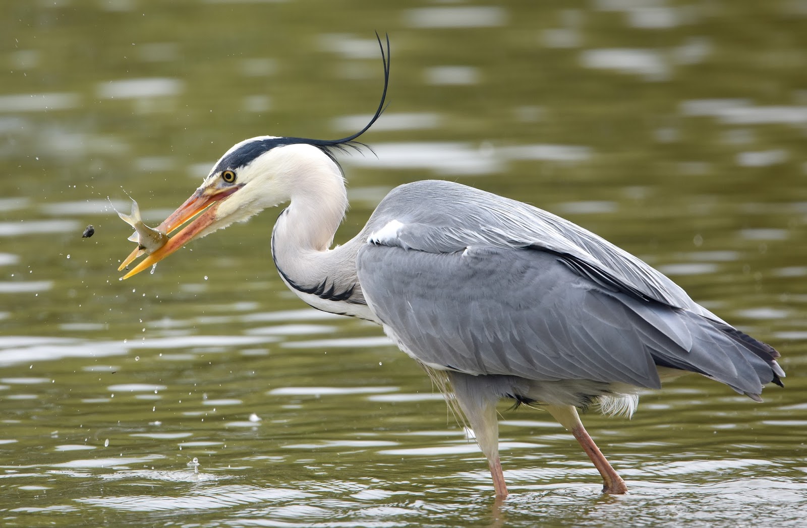цапля на охоте. серый журавль. цапля уральская. цапля пантанал. птица серая цапля.