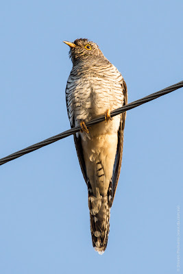 Кукушка. Зозуля. Cuckoo. Cuculus canorus