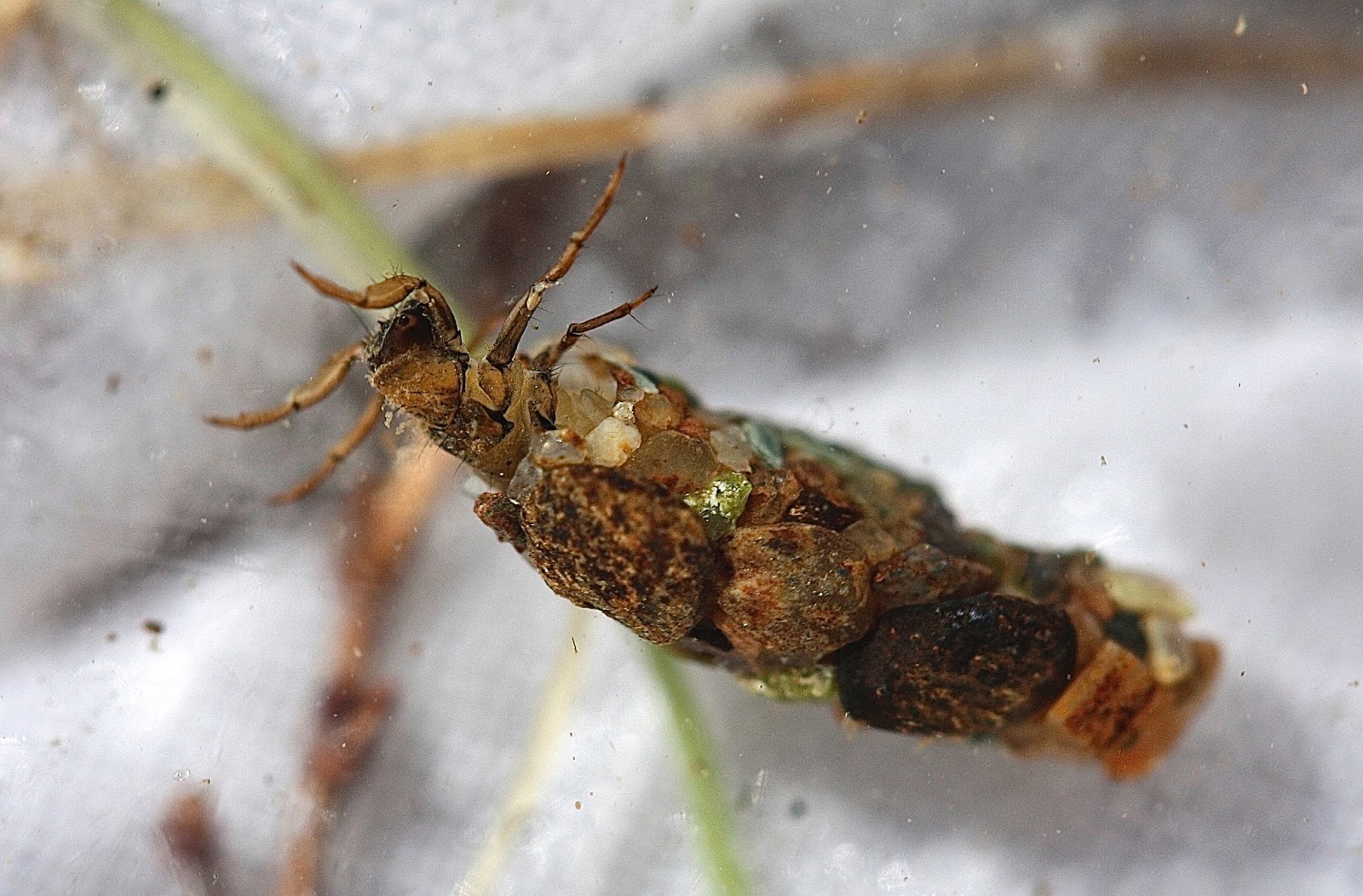 Aquatic Insects of Central Virginia The caddisfly family Uenoidae is