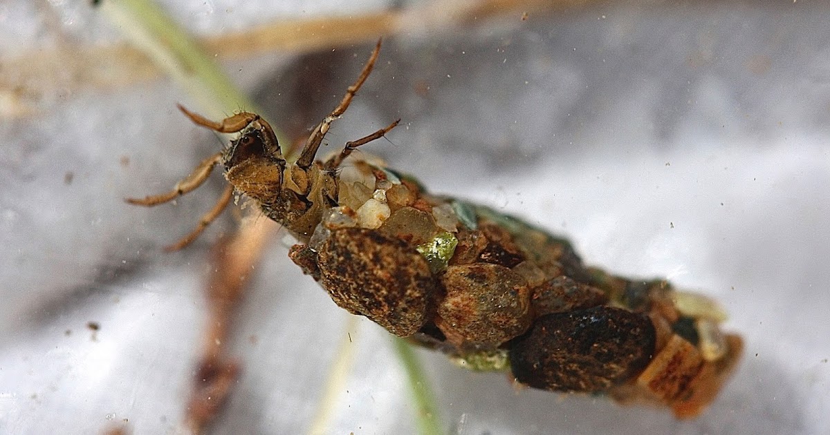 Aquatic Insects of Central Virginia The caddisfly family Uenoidae is now the caddisfly family