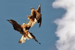 birds same together flock feather fighting animals playing paragraph kites difference between essays flying zone