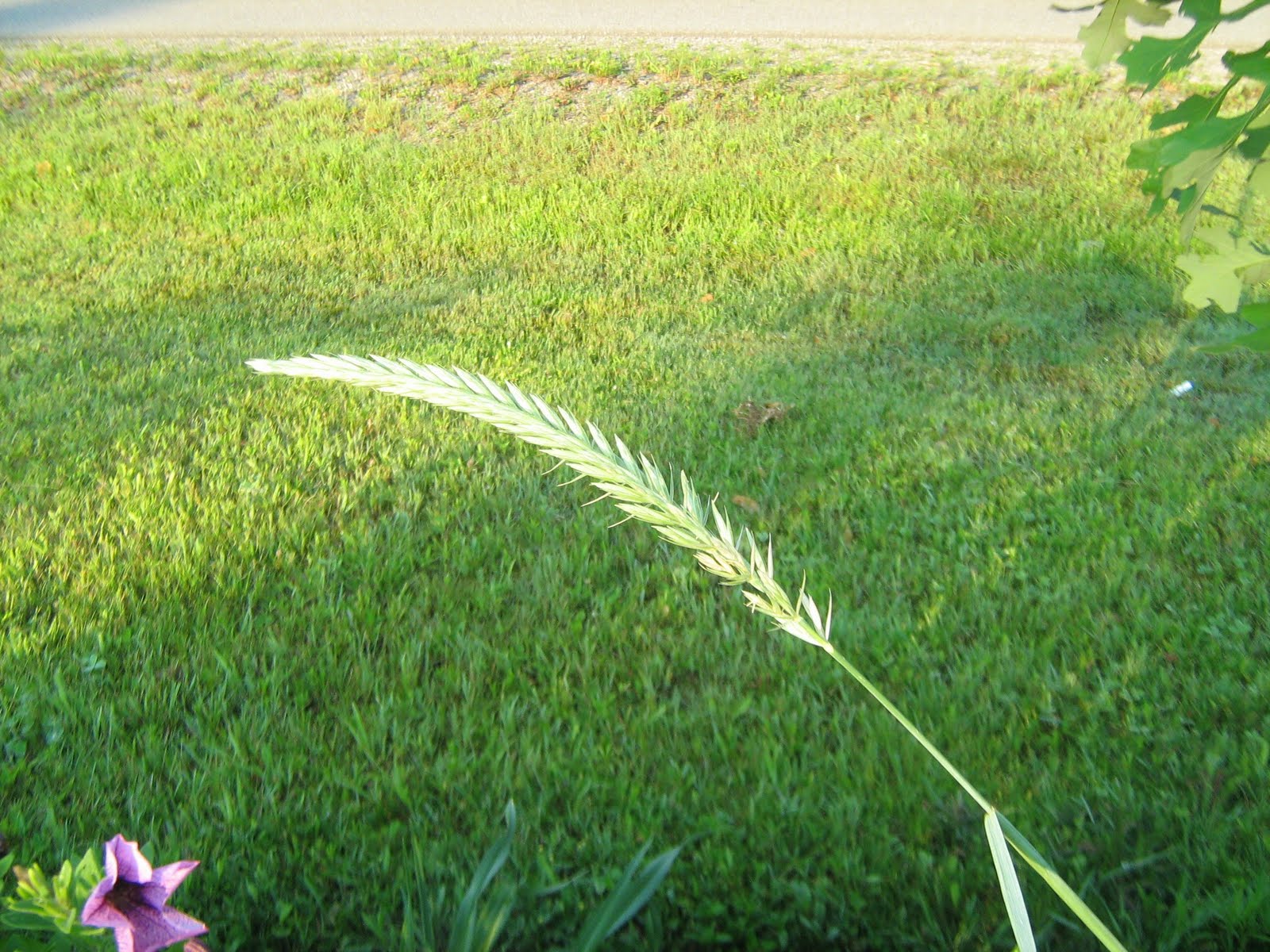 The Musical Gardener Grasses In The Garden