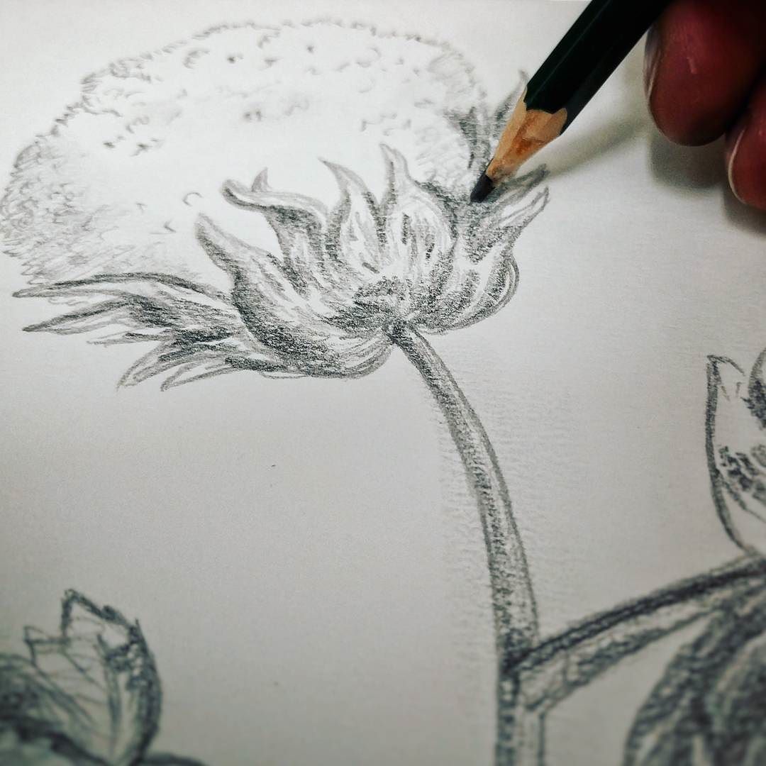 Ahmad Kadi A Fashion Sketch For A Egyptian Cotton Tree Flower For Fashion Commission Art By Ahmad Kadi