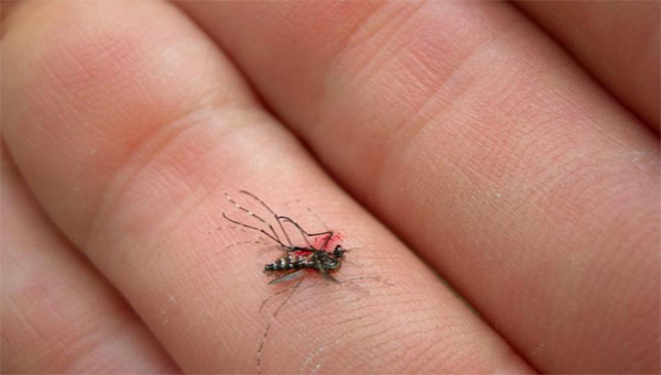 Japanese man banned from Twitter over killing mosquito, Protection, Case, Social Network, Twitter, Japan, World