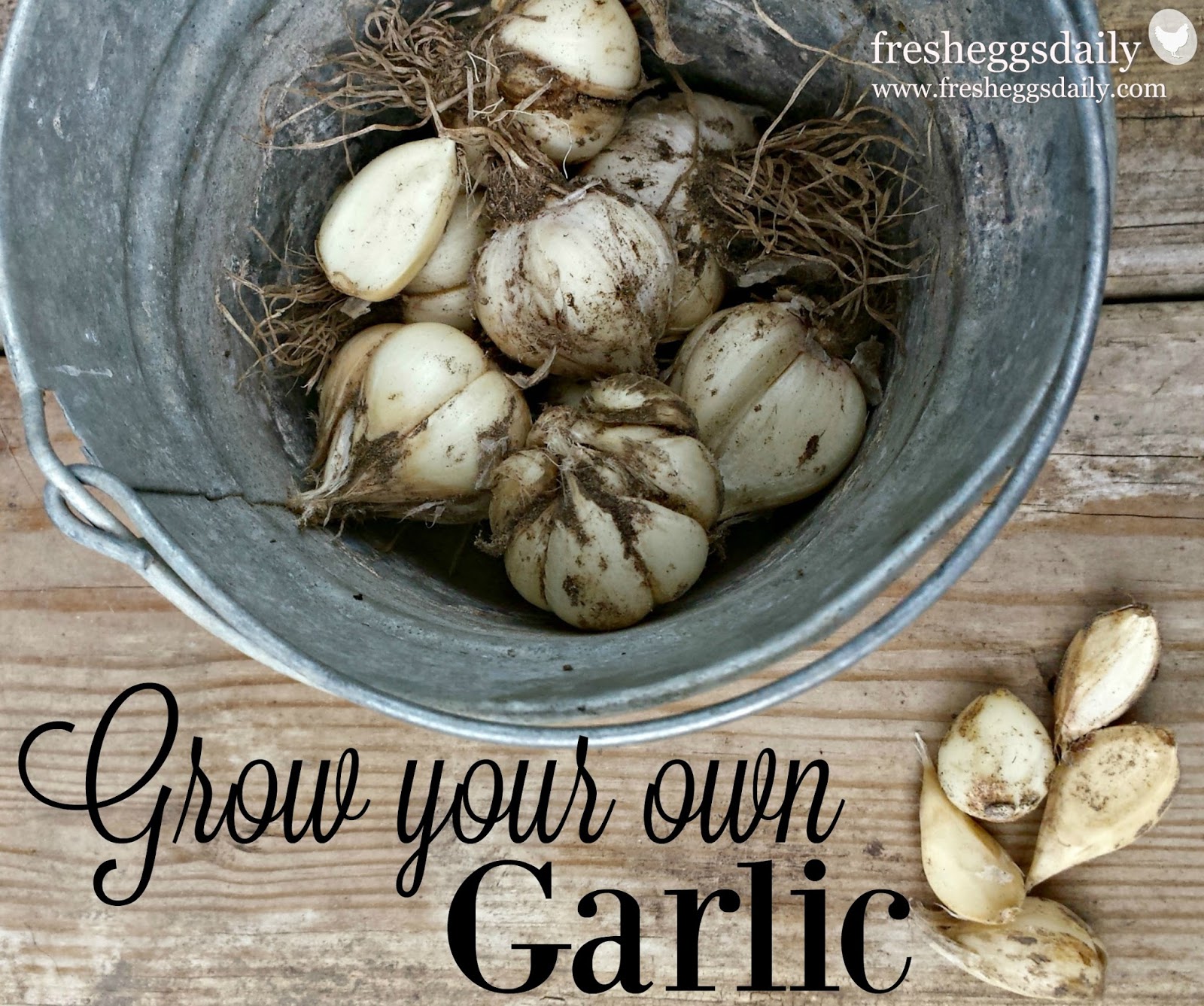 How to Grow your Own Garlic (it's easy!) Fresh Eggs Daily®