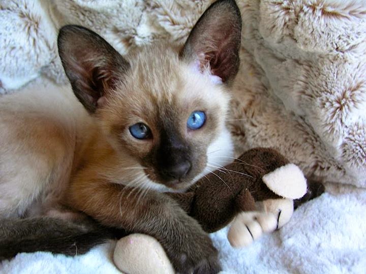 Seal Point Siamese Kittens for Sale