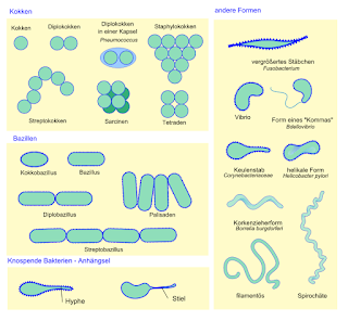 Novatlan: BIOLOGIE-LEXIKON