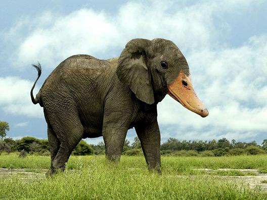 Spesies Binatang Aneh Hasil Manipulasi Photoshop Lucu Banget Gan Gambar