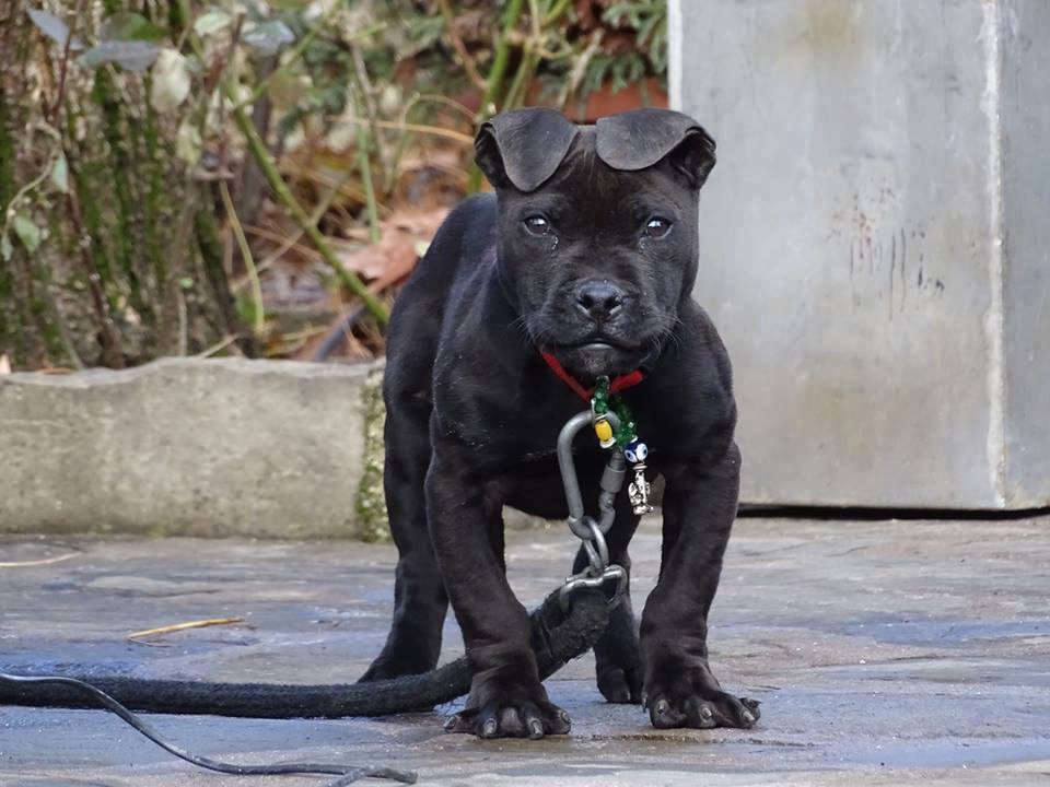 pitbullnegro pitbull negro afro