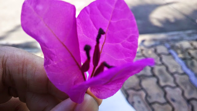 trồng cây xanh chống nắng cho nhà phố trồng cây xanh chống nắng cho nhà phố