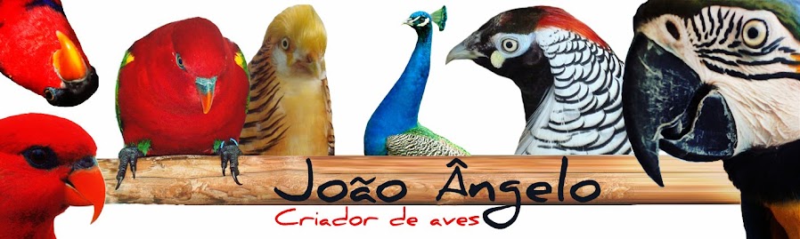 Aves João Ângelo