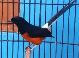Blog Burung Murai Semua Macam Jenis Burung Murai Batu Lengkap