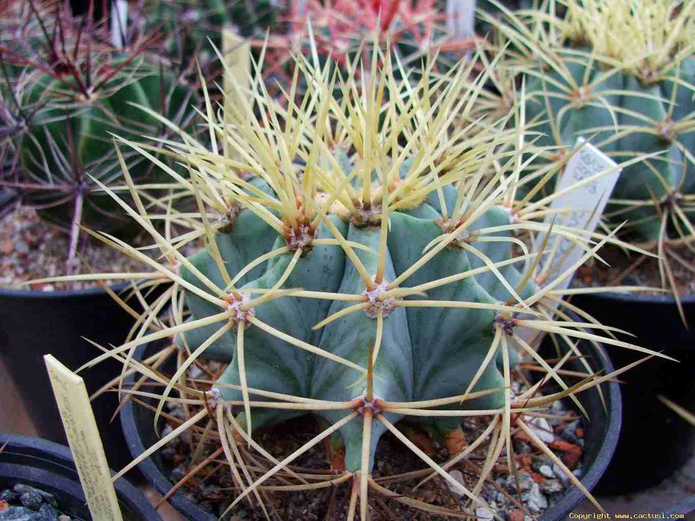 Trees Ferocactus glaucescens Blue Barrel Cactus